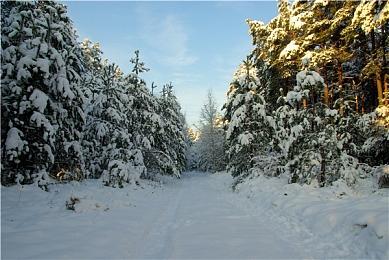 《宝可梦：朱紫》最强千面避役袭来 新活动4月28日开启